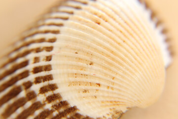 seashell on cream and yellow background, expressions about nature