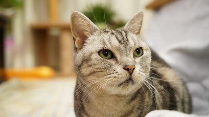 こちらを向く猫