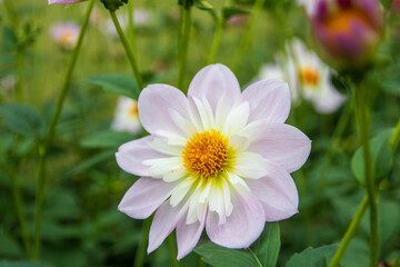 綺麗に咲くダリアの花 テスブルックオードリー