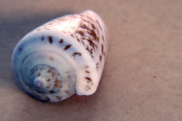 seashell on cream and yellow background, expressions about nature