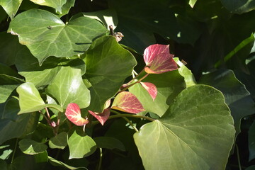 Changing leaves in the garden