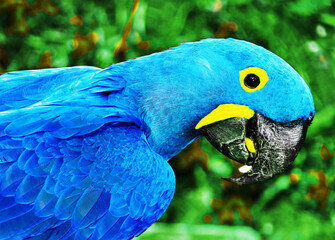 Parrot blue Spix's macaw close up sitting on the land