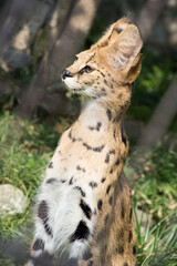 サーバル