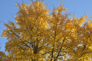 autumn genko leaves in the sky