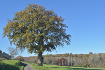 Old trees in the field