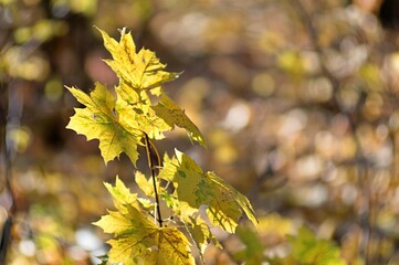 Żółte liście klonu późną jesienią. Ładny kremowy, delikatnie zakręcony bokeh