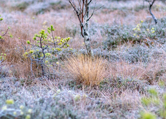 marsh pine branches in close-up, crippled mire pines in the autumn morning, the first frost covers the ground in the marsh