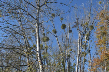 Mistletoe on a tree