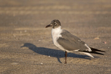 Laughing Gull, Leucophaeus atricilla, on sand
