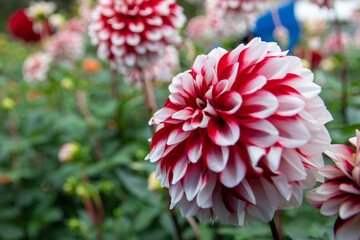 綺麗に咲くダリアの花 彩 いろどり