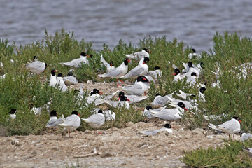 Group of Mediterranean Gull, Ichthyaetus melanocephalus