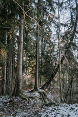 forest in winter