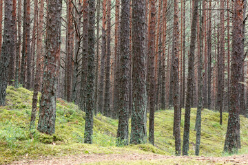 Obraz premium Coniferous forest in a nature park on the shores of the Baltic Sea in Latvia