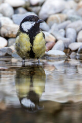 Kohlmeise (parus major)