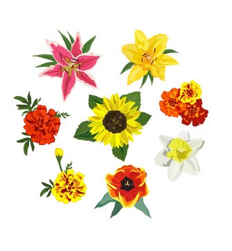 Top view hand drawn flowers collection. Vector illustration flowers set isolated on white background for design