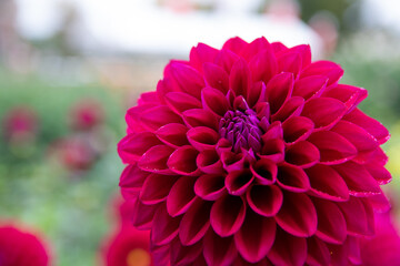 綺麗に咲くダリアの花 日本 にっぽん