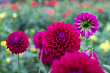 綺麗に咲くダリアの花 日本 にっぽん