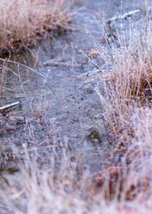 dusk morning in the swamp, first frost on moss mosses, lichens and grass, dark tree silhouettes, autumn morning in the swamp