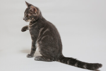 子猫