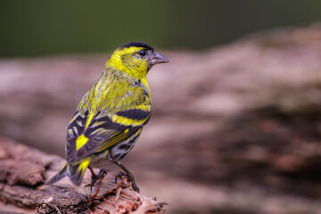 Zeisig (Carduelis spinus) Männchen