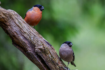 Dompfaff (Pyrrhula pyrrhula) Männchen und Weibchen