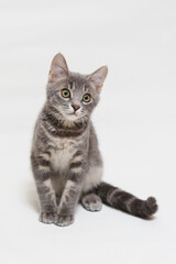Fototapeta premium 子猫