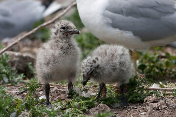 Ring billed Gull, Larus delawarensis, two chicks