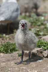 Vertical of Ring billed Gull, Larus delawarensis, chick