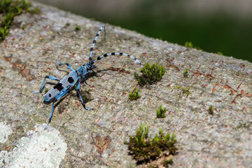 Alpenbock (Rosalia alpina)