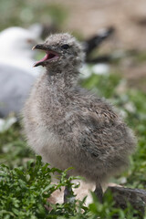 Vertical close up of Ring billed Gull, Larus delawarensis, chick