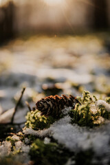 moss on the stone