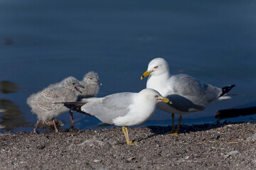 Ring billed Gull, Larus delawarensis, pair with chicks