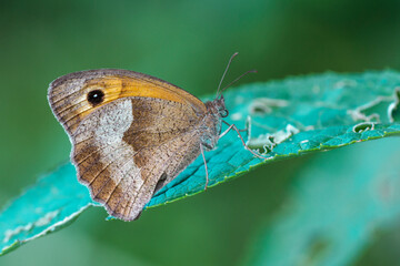 Fototapeta premium Großes Ochsenauge (Maniola jurtina) Weibchen