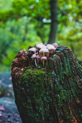 Mushrooms on a tree stump in a forest