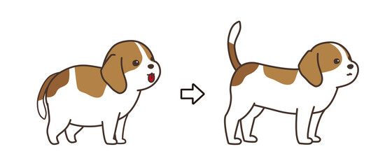 ダイエットに成功をした犬　before and after　ビーグル犬