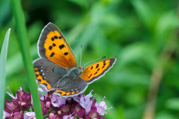 Kleiner Feuerfalter (Lycaena phlaeas)