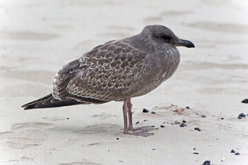Western Gull, Larus occidentalis, immature on sand