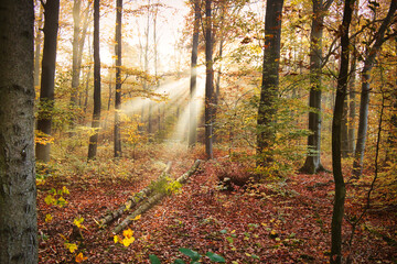 Fototapeta premium Herbstnebel