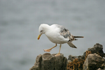 Yellow-legged Gull, Larus michahellis, perched