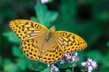 Kaisermantel (Argynnis paphia) Männchen
