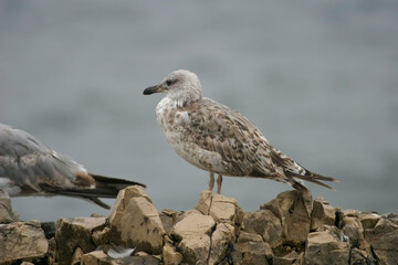 Yellow-legged Gull, Larus michahellis, immature
