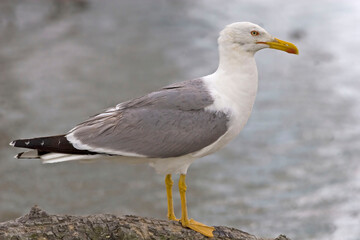 Fototapeta na wymiar Yellow-legged Gull, Larus michahellis, by the sea