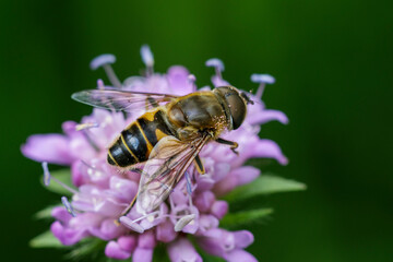 Mistbiene (Eristalis tenax)