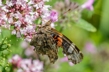 Admiral (Vanessa atalanta) sehr beschädigt