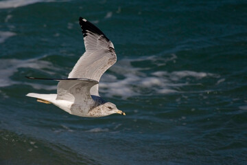 View of American Herring Gull, Larus smithsonianus, in flight