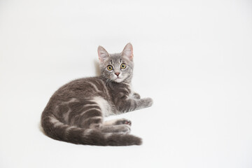 Fototapeta premium 子猫
