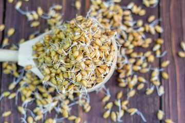 Wheat sprouts in a wooden spoon, top view with a copy of the space.Sprouted cereals for a healthy diet.