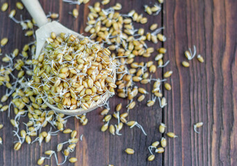 Wheat sprouts in a wooden spoon, top view with a copy of the space.Sprouted cereals for a healthy...