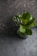 Ficus lyrata juveniles in a ceramic pot on a gray background. Houseplant care.