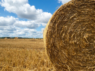 Haystacks on the field, close-up view. Bright yellow and golden Haystacks on agricultural field in sunny summer day.